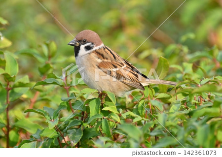 麻雀(Sparrow)-秋天的景象 麻雀(Sparrow)-秋天的景象 142361073
