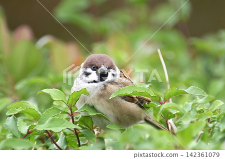 麻雀(Sparrow)-秋天的景象 麻雀(Sparrow)-秋天的景象 142361079