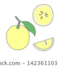 A set of illustrations of fresh and refreshing Hyuganatsu (citrus fruit). 142361103