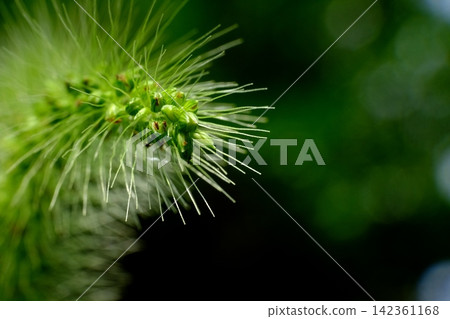 狗尾草(Setaria viridis) 狗尾草(Setaria viridis) 142361168