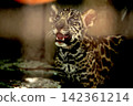 Twin jaguar cubs at Tobe Zoo 142361214