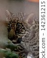 Twin jaguar cubs at Tobe Zoo 142361215