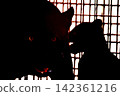 Twin jaguar cubs at Tobe Zoo 142361216