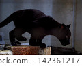 Twin jaguar cubs at Tobe Zoo 142361217