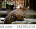 Twin jaguar cubs at Tobe Zoo 142361218