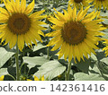Sunflowers blooming in the summer sun 142361416