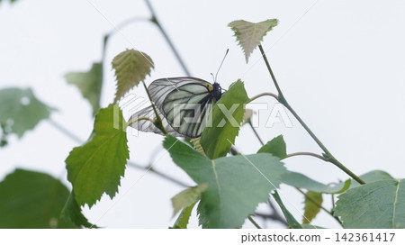 棲息在葉子上的 Aporia hippia 棲息在葉子上的 Aporia hippia 142361417