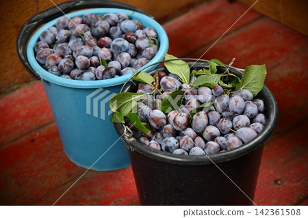 plums, plum fruit, red plum, sliced plum, halved plum, fresh plums, fruit, plum isolated, juicy plum, stone fruit plums, plum fruit, red plum, sliced plum, halved plum, fresh plums, fruit, plum isolated, juicy plum, stone fruit 142361508