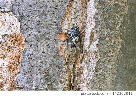 Late summer cityscape of Yokohama, Japan... Cicadas perched low on street trees in the city... = Yokohama city, 28th Late summer cityscape of Yokohama, Japan... Cicadas perched low on street trees in the city... = Yokohama city, 28th 142362011