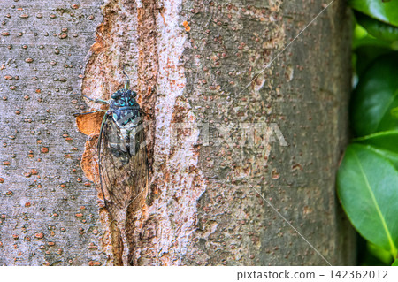 Late summer cityscape of Yokohama, Japan... Cicadas perched low on street trees in the city... = Yokohama city, 28th Late summer cityscape of Yokohama, Japan... Cicadas perched low on street trees in the city... = Yokohama city, 28th 142362012