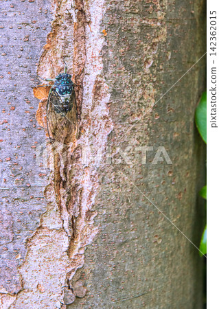 Late summer cityscape of Yokohama, Japan... Cicadas perched low on street trees in the city... = Yokohama city, 28th Late summer cityscape of Yokohama, Japan... Cicadas perched low on street trees in the city... = Yokohama city, 28th 142362015