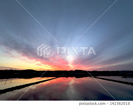 The sunrise and rural landscape reflected in the rice paddies The sunrise and rural landscape reflected in the rice paddies 142362018