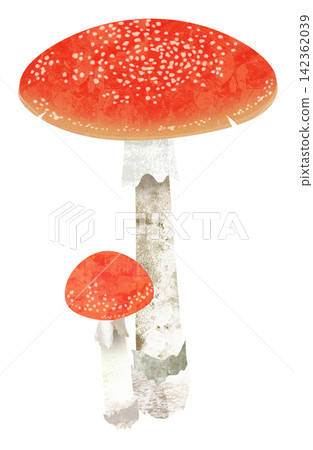 紅蘑菇 紅蘑菇 142362039