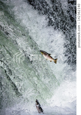Cherry salmon swimming upstream to Sakura Falls in Shari Town, Hokkaido, Japan. Cherry salmon swimming upstream to Sakura Falls in Shari Town, Hokkaido, Japan. 142362140