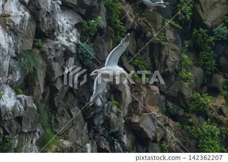 Oronko Rock in Shari Town, Hokkaido, Japan, and Great Black-backed Gulls flying over the Sea of Okhotsk. Oronko Rock in Shari Town, Hokkaido, Japan, and Great Black-backed Gulls flying over the Sea of Okhotsk. 142362207