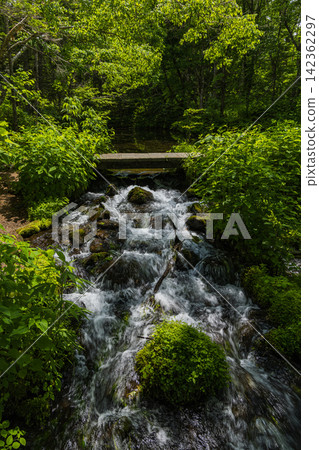 A stream around Kaminoko Pond in early summer, surrounded by fresh greenery in Kiyosato Town, Hokkaido, Japan. A stream around Kaminoko Pond in early summer, surrounded by fresh greenery in Kiyosato Town, Hokkaido, Japan. 142362297