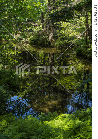 神之湖,位於日本北海道清裡町,是一個被茂密森林環繞的清澈透明的池塘。 神之湖,位於日本北海道清裡町,是一個被茂密森林環繞的清澈透明的池塘。 142362331