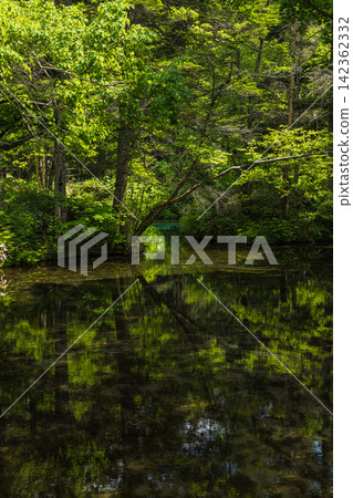 Kaminoko Pond, a clear and transparent pond surrounded by lush green forests in Kiyosato Town, Hokkaido, Japan. Kaminoko Pond, a clear and transparent pond surrounded by lush green forests in Kiyosato Town, Hokkaido, Japan. 142362332