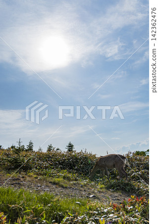 一隻北海道鹿在日本北海道美幌町的美幌峠展望台上享受陽光。 142362476