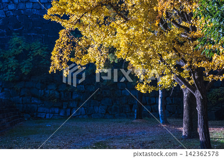 Vibrant yellow ginkgo leaves stand out against the dark stone wall. Vibrant yellow ginkgo leaves stand out against the dark stone wall. 142362578