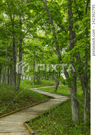日本北海道釧路市釧路濕地國立公園衛星觀景台步道。 142362795
