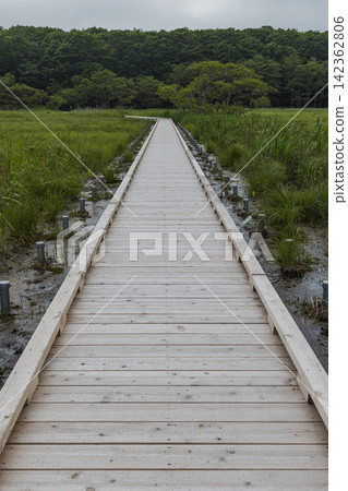 Japan: Early summer wetlands and greenery along the Onnenai boardwalk in Kushiro Marsh National Park, Hokkaido. Japan: Early summer wetlands and greenery along the Onnenai boardwalk in Kushiro Marsh National Park, Hokkaido. 142362806
