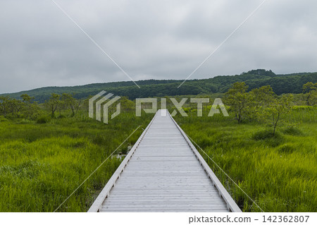 日本:北海道釧路濕地國立公園禦寧內棧道沿線的初夏濕地與綠植。 日本:北海道釧路濕地國立公園禦寧內棧道沿線的初夏濕地與綠植。 142362807