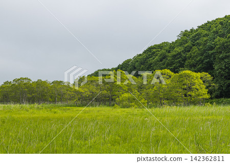 Japan: Early summer wetlands and greenery along the Onnenai boardwalk in Kushiro Marsh National Park, Hokkaido. Japan: Early summer wetlands and greenery along the Onnenai boardwalk in Kushiro Marsh National Park, Hokkaido. 142362811