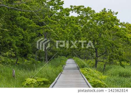 日本:北海道釧路濕地國立公園禦寧內棧道沿線的初夏濕地與綠植。 日本:北海道釧路濕地國立公園禦寧內棧道沿線的初夏濕地與綠植。 142362814