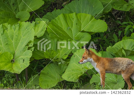 A wild red fox stands with a large butterbur leaf behind it near the Kushiro Marsh in Hokkaido, Japan. A wild red fox stands with a large butterbur leaf behind it near the Kushiro Marsh in Hokkaido, Japan. 142362832