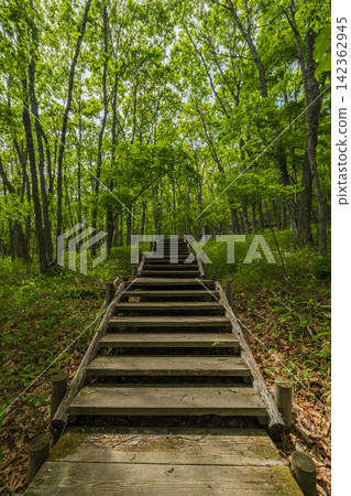 日本北海道釧路市釧路濕地展望台的步道上,陽光斑駁地灑在樓梯上。 日本北海道釧路市釧路濕地展望台的步道上,陽光斑駁地灑在樓梯上。 142362945