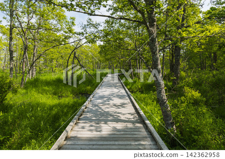 Japan: Early summer wetlands and greenery along the Onnenai boardwalk in Kushiro Marsh National Park, Hokkaido. Japan: Early summer wetlands and greenery along the Onnenai boardwalk in Kushiro Marsh National Park, Hokkaido. 142362958