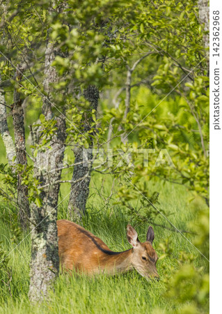 Ezo deer inhabiting the Onnenai Marsh in Kushiro Marsh National Park, Hokkaido, Japan. Ezo deer inhabiting the Onnenai Marsh in Kushiro Marsh National Park, Hokkaido, Japan. 142362968