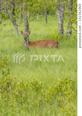 Ezo deer inhabiting the Onnenai Marsh in Kushiro Marsh National Park, Hokkaido, Japan. Ezo deer inhabiting the Onnenai Marsh in Kushiro Marsh National Park, Hokkaido, Japan. 142362969