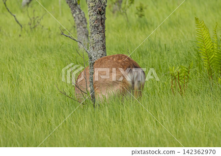 Ezo deer inhabiting the Onnenai Marsh in Kushiro Marsh National Park, Hokkaido, Japan. Ezo deer inhabiting the Onnenai Marsh in Kushiro Marsh National Park, Hokkaido, Japan. 142362970