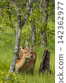 Ezo deer inhabiting the Onnenai Marsh in Kushiro Marsh National Park, Hokkaido, Japan. 142362977