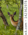 Ezo deer inhabiting the Onnenai Marsh in Kushiro Marsh National Park, Hokkaido, Japan. 142362978