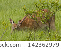 Ezo deer inhabiting the Onnenai Marsh in Kushiro Marsh National Park, Hokkaido, Japan. 142362979