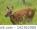 Ezo deer inhabiting the Onnenai Marsh in Kushiro Marsh National Park, Hokkaido, Japan. 142362980