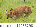 Ezo deer inhabiting the Onnenai Marsh in Kushiro Marsh National Park, Hokkaido, Japan. 142362981