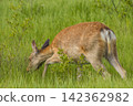 Ezo deer inhabiting the Onnenai Marsh in Kushiro Marsh National Park, Hokkaido, Japan. 142362982