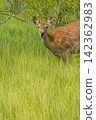 Ezo deer inhabiting the Onnenai Marsh in Kushiro Marsh National Park, Hokkaido, Japan. 142362983