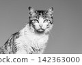 Black and white portrait of a tabby cat looking at camera 142363000