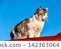 Calico cat sitting on red roof against clear blue sky 142363064