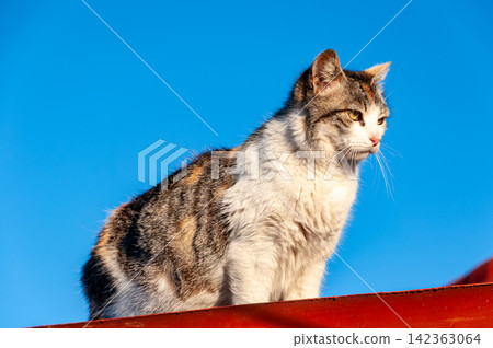 Calico cat sitting on red roof against clear blue sky Calico cat sitting on red roof against clear blue sky 142363064