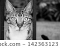 Close up black and white portrait of tabby cat looking through fence 142363123