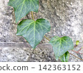 Ivy climbing on a wall made of Oya stone 142363152