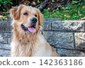 Happy golden retriever dog sitting by a stone wall outdoors 142363186