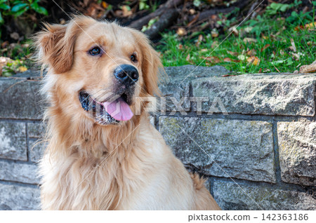 Happy golden retriever dog sitting by a stone wall outdoors Happy golden retriever dog sitting by a stone wall outdoors 142363186