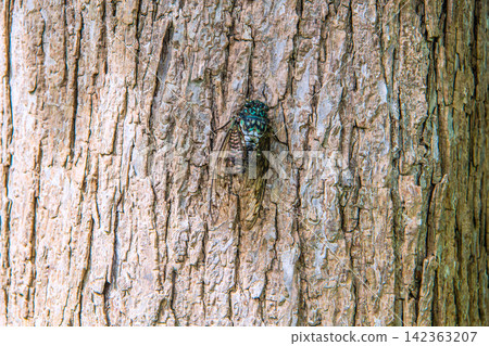 Late summer in Yokohama, Japan... Cicadas perch low on street trees in the city... avoiding the sun... = Yokohama city, 28th Late summer in Yokohama, Japan... Cicadas perch low on street trees in the city... avoiding the sun... = Yokohama city, 28th 142363207